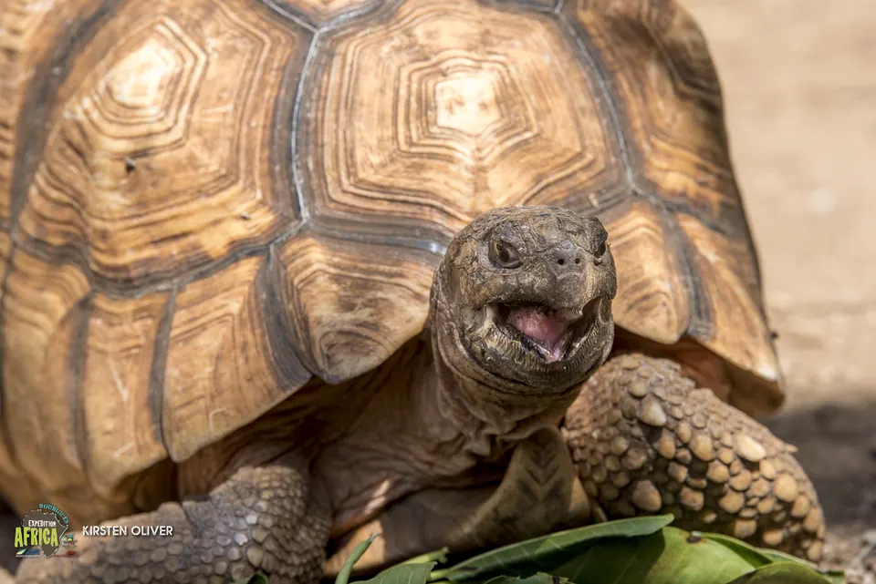 Close-up of a giant tortoise