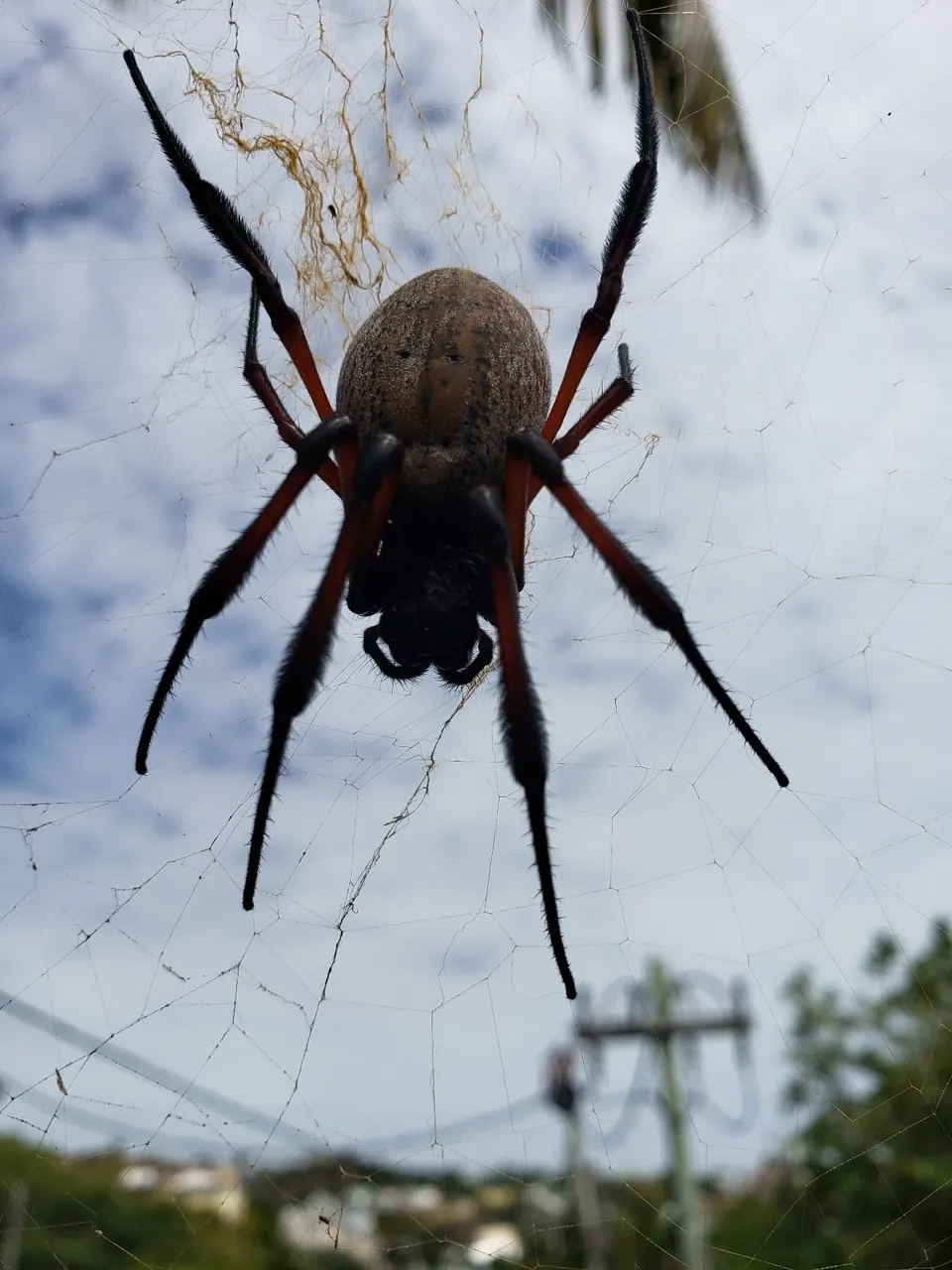 Close-up of a large spider in its web