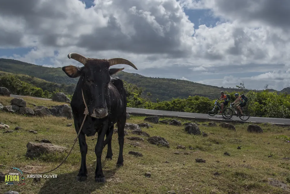 Cow with long horns standing in a field as cyclists pass